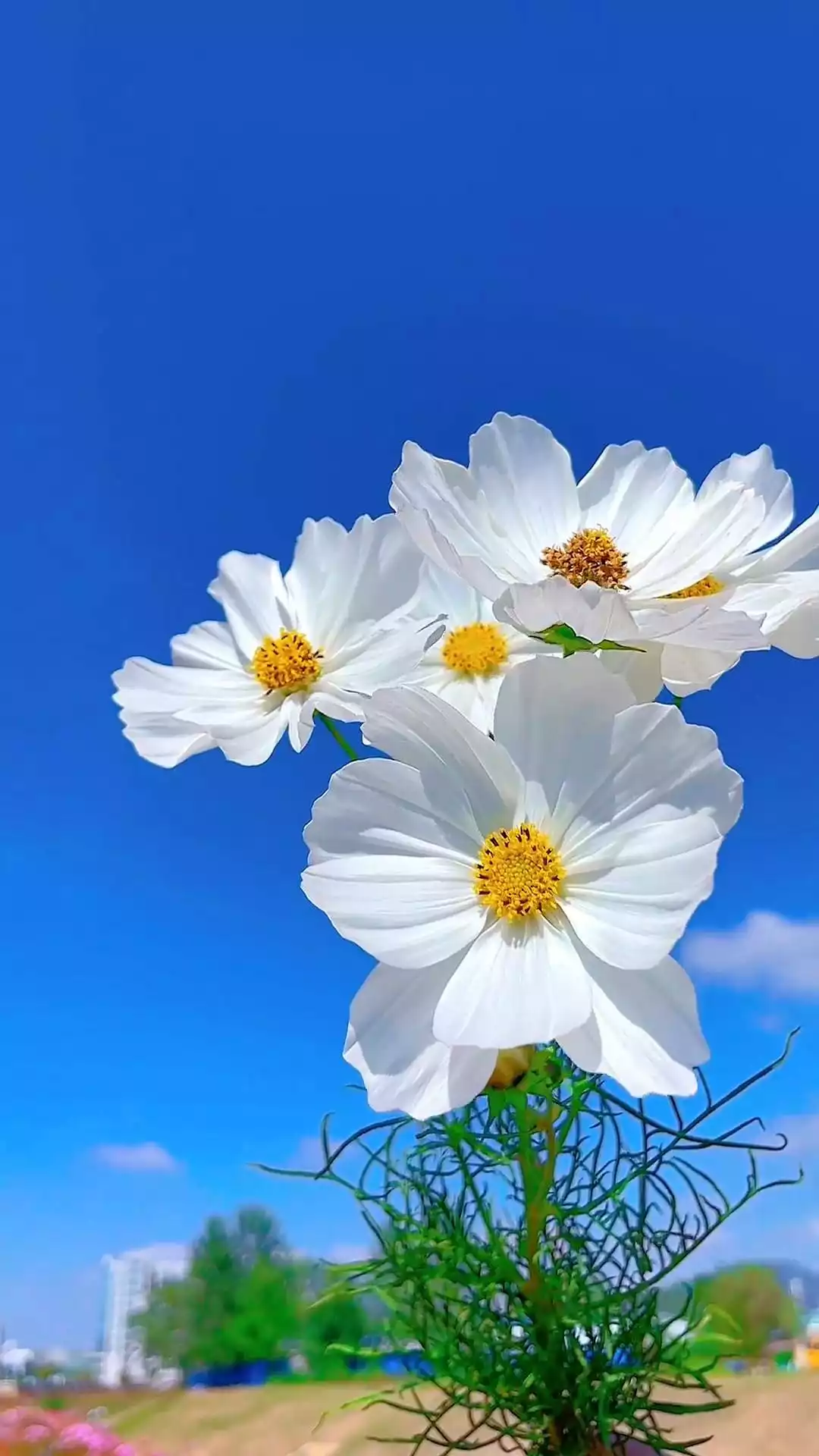 【风景素材】 鲜花视频 高清素材免费下载